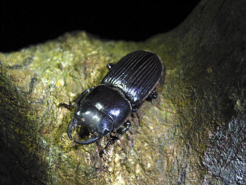 ヨナグニネブトクワガタ雄 ヨナグニネブトクワガタ雄