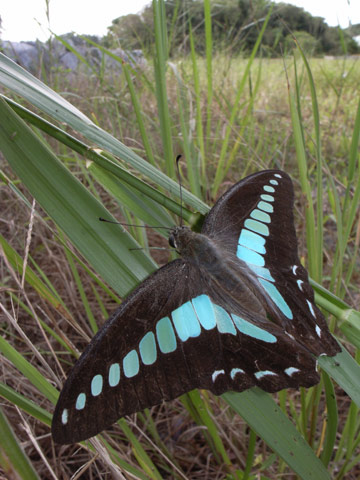 アオスジアゲハ アオスジアゲハ