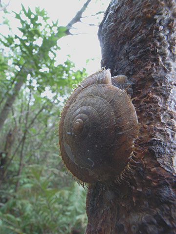 オオケマイマイ オオケマイマイ