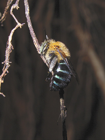 アオスジコシブトハナバチ アオスジコシブトハナバチ