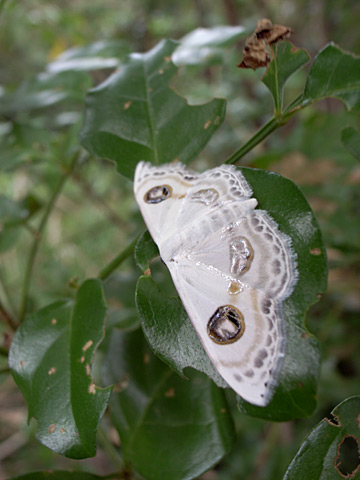フタツメオオシロヒメシャク フタツメオオシロヒメシャク