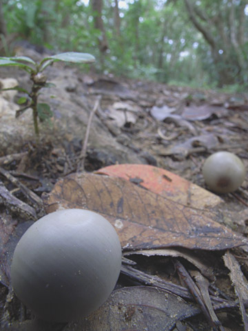 ハスノミカズラorシロツブの実 ハスノミカズラorシロツブの実