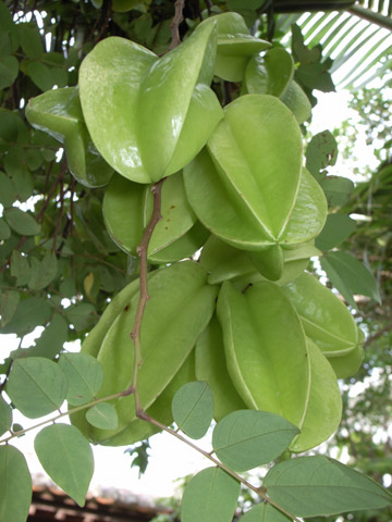 ゴレンシの実 ゴレンシの実