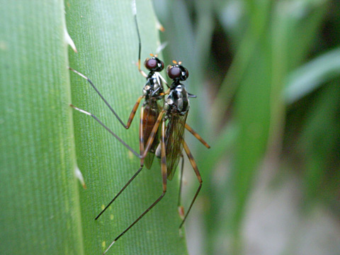 アシマダラヤセバエ交尾ペア アシマダラヤセバエ交尾ペア