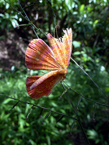 ウラベニホシシャク ウラベニホシシャク