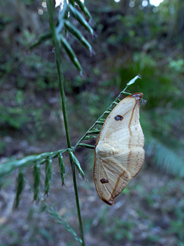 クロモンカギバ クロモンカギバ