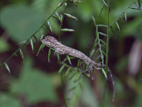 サキシマキノボリトカゲ幼体 サキシマキノボリトカゲ幼体