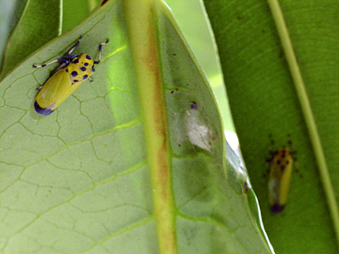 ツマグロオオヨコバイ ツマグロオオヨコバイ