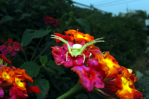 コハナグモ コハナグモ