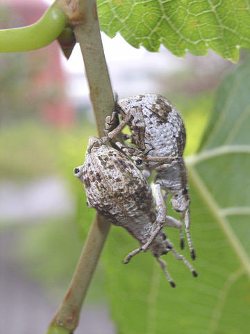 オキナワクワゾウムシ オキナワクワゾウムシ