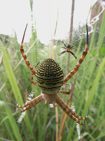 ナガマルコガネグモ ナガマルコガネグモ