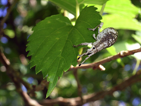 オキナワクワゾウムシ オキナワクワゾウムシ