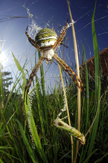 ナガマルコガネグモ ナガマルコガネグモ