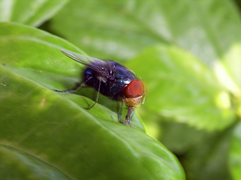 ハエのなかま ハエのなかま