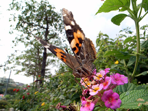 アカタテハ アカタテハ