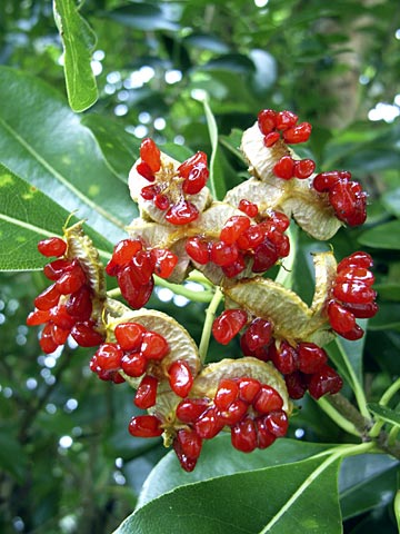 トベラの実 トベラの実