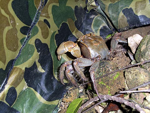 オオベンケイガニ