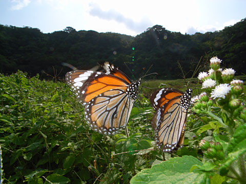 スジグロカバマダラ