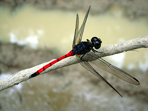 ホソアカトンボ