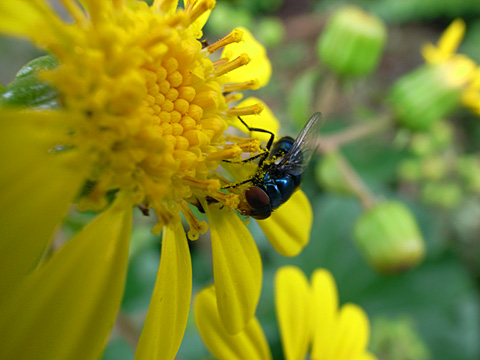 ツワブキの花とハエ