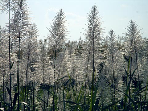 サトウキビ花穂
