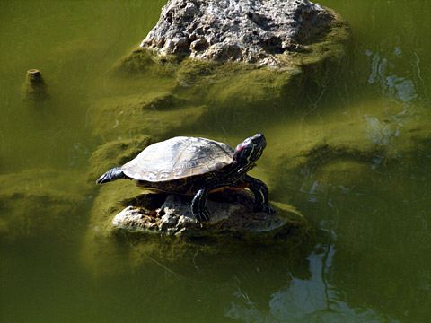 ミシシッピアカミミガメ