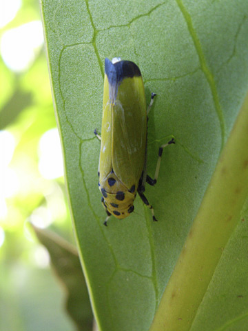 ツマグロオオヨコバイ
