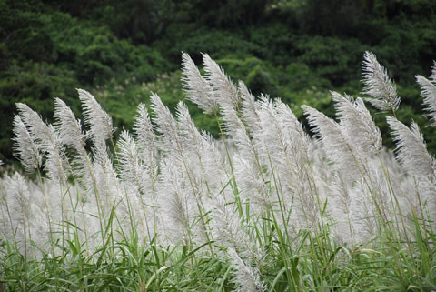 サトウキビ花穂