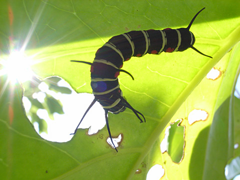 オオゴマダラ幼虫