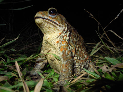 ミヤコヒキガエル