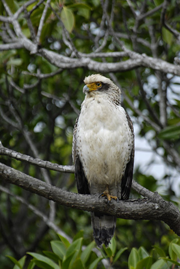 カンムリワシ幼鳥
