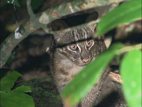 イリオモテヤマネコ