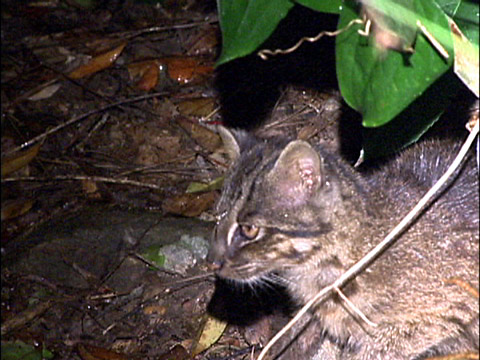 イリオモテヤマネコ