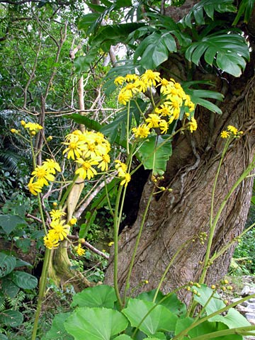 ツワブキとハブカズラ
