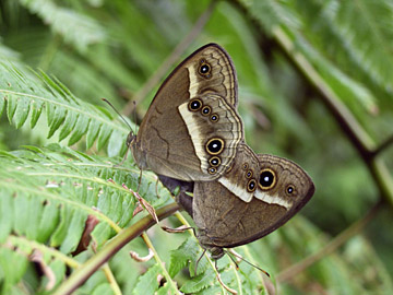 リュウキュウヒメジャノメ
