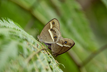リュウキュウヒメジャノメ