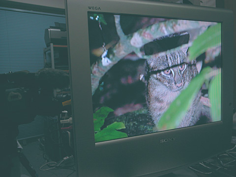 リュウキュウの自然