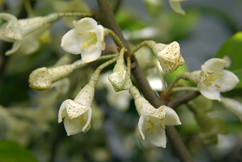 ツルグミ？の花