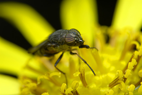 ツマグロキンバエ