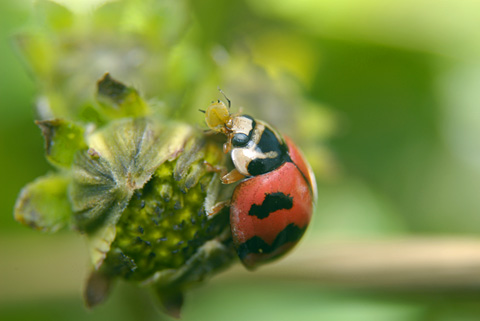 ダンダラテントウ