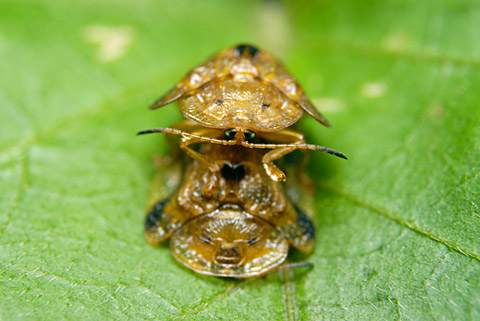 ヨツモンカメノコハムシ