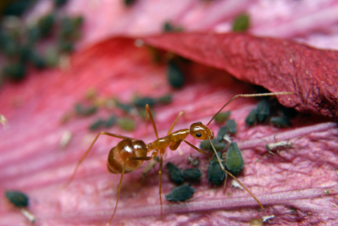 アシナガキアリ