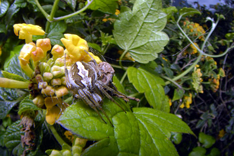 ホシスジオニグモ