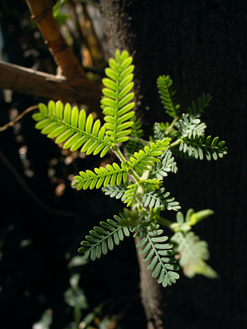 ミモザの若葉
