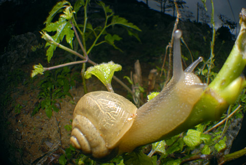 ウスカワマイマイ