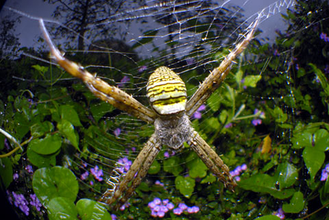 ナガマルコガネグモ幼体