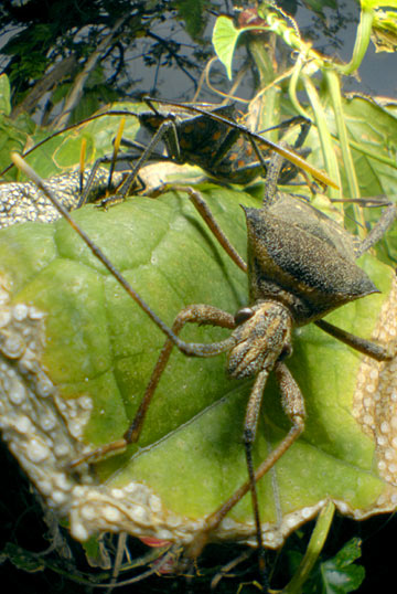 アシビロヘリカメムシ