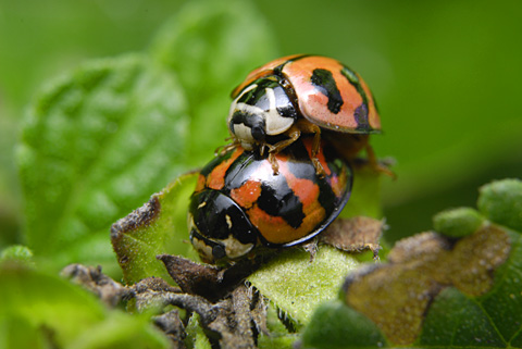 ダンダラテントウ