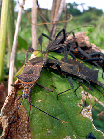 アシビロヘリカメムシ