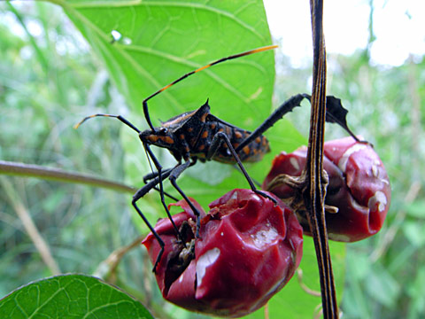 アシビロヘリカメムシ